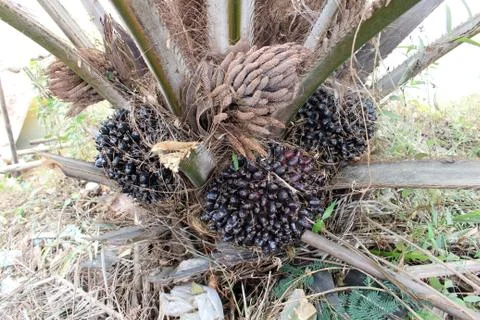 Palm fruit Stock Photos