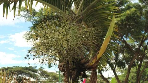 Palm fruit Stock-Fotos