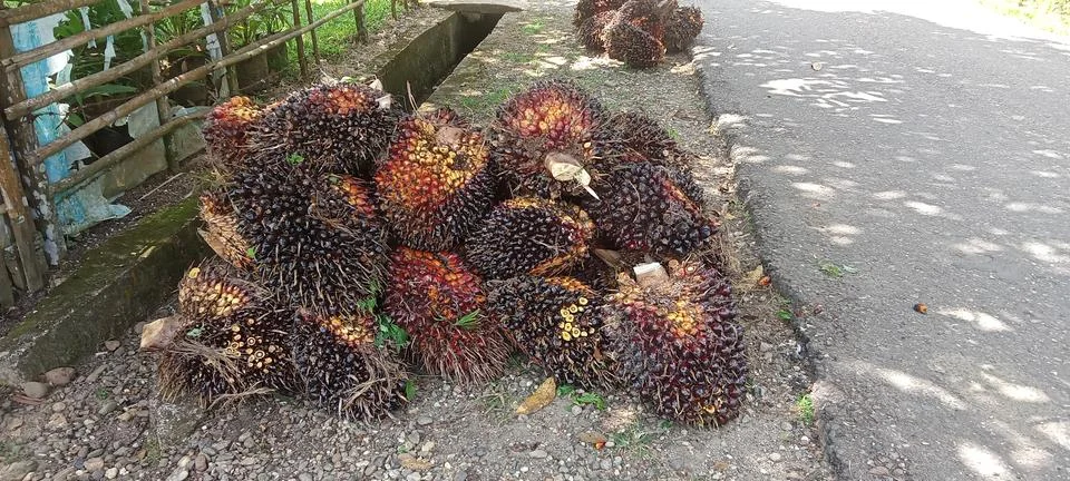 Palm fruit Stock-Fotos