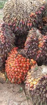 Palm fruit Stock Photos