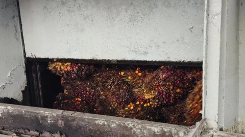 Palm Fruit Processing Industrial Stock Footage 336299828