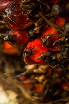 Palm fruit on tree Foto stock