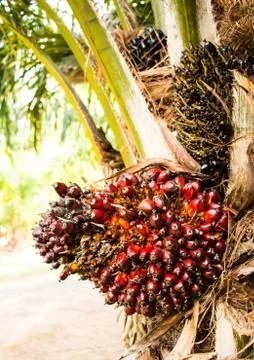Palm fruit on tree Stock Photos