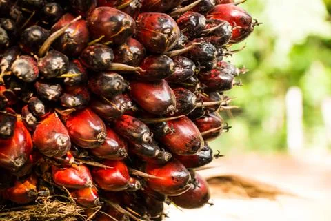 Palm fruit on tree Stock Photos