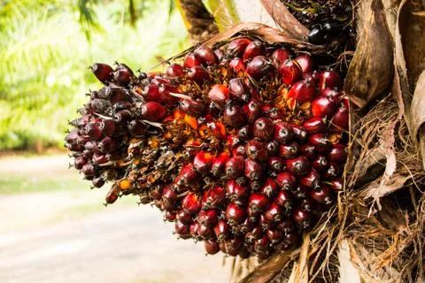 Palm fruit on tree Stock Photos