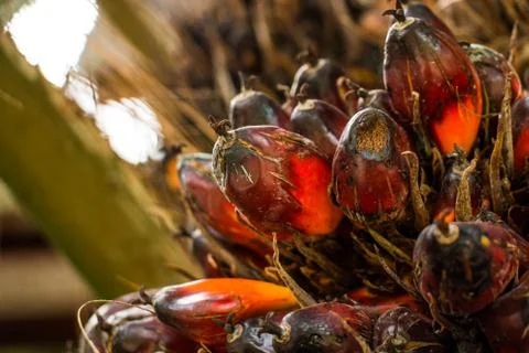 Palm fruit on tree Stock Photos
