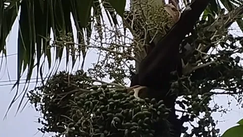 The palm fruit is very abundant on the tree Stock Footage 228806702