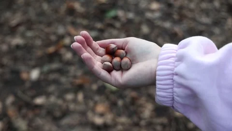 Palm Full of Fresh Hazelnuts 库存影片 346553384