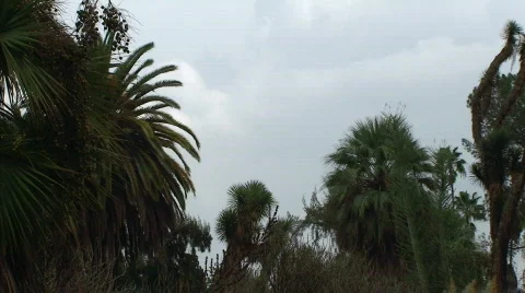 Palm Garden Stock Footage 636188