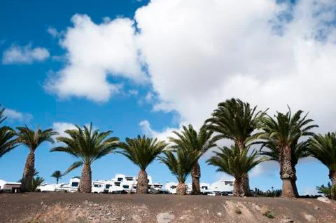 Palm garden Stock Photos