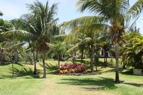 Palm Garden Stock Photos