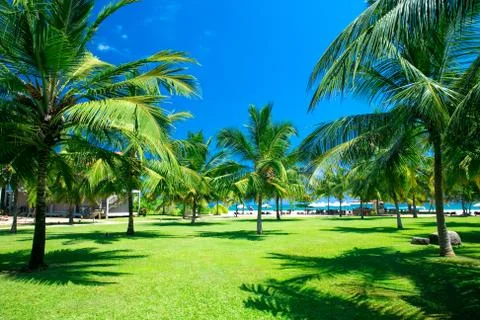 Palm garden Foto stock