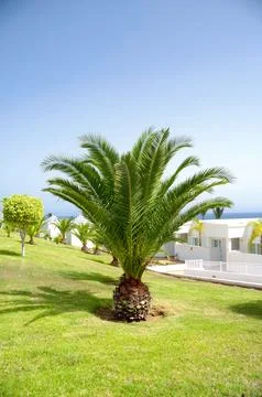 Palm in garden Stock Photos
