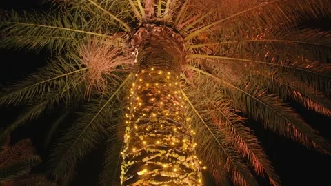 Palm with a garland Stock Footage 228593801