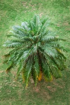 Palm on the grass Stock Photos