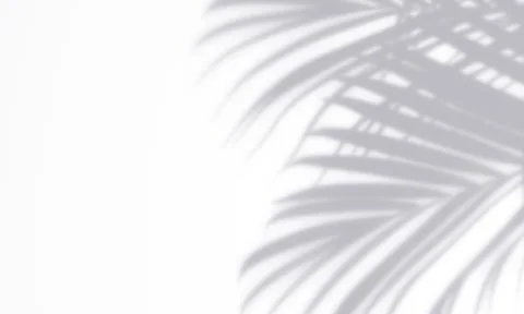 Palm gray shadow overlay effect template on a white wall background scene for Stock Photos