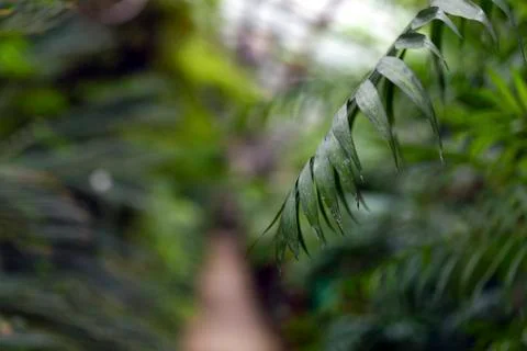 Palm on green background Stock Photos