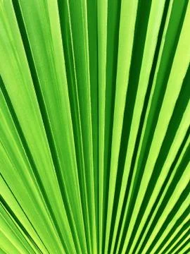 Palm green leaf background, abstract floral texture 스톡 사진