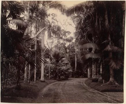 Palm Group, Bvitenzorg, Java 1860s70s Unknown. Palm Group, Bvitenzorg, Java.. Stock-Fotos
