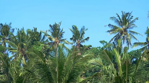 Palm grove on a background of blue sky. Focus on the foreground Stockbeeldmateriaal 75010810