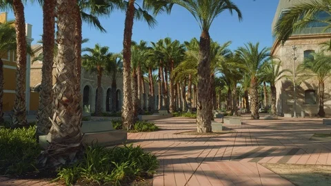 Palm grove between Naval museum and Sala Isaak Peral Video stock 85885959