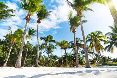 Palm grove on the ocean beach. Undersized lush palm trees grow in dense rows 写真素材
