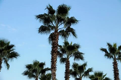Palm grove Stock Photos