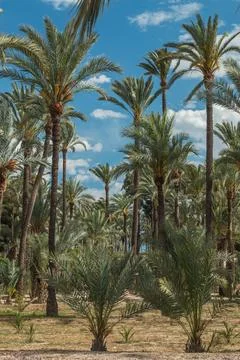 Palm Grove Stock Photos