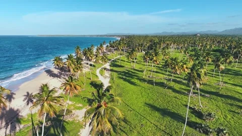 Palm grove on sandy beach with blue sky summer landscape background. Vidéo 252107479