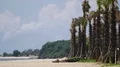 Palm grove at sunny white sand beach Bali Indonesia 4k or 4k+ Resolution