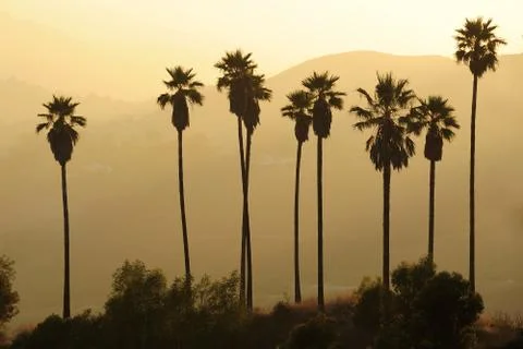 Palm on hill Stock Photos