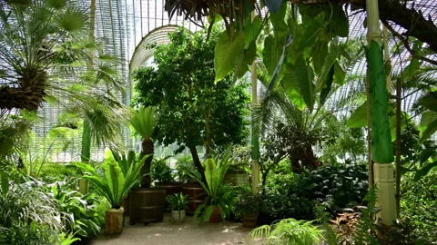 A palm house interior with tall palms and potted ferns on a sandy floor, Stock Footage 342235882