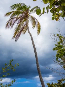 Palm at Hurricane Stock Photos