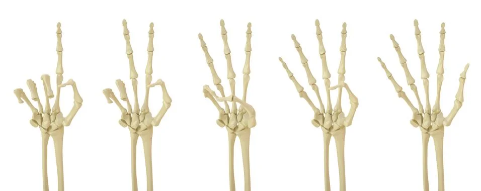 Palm Stock Illustration