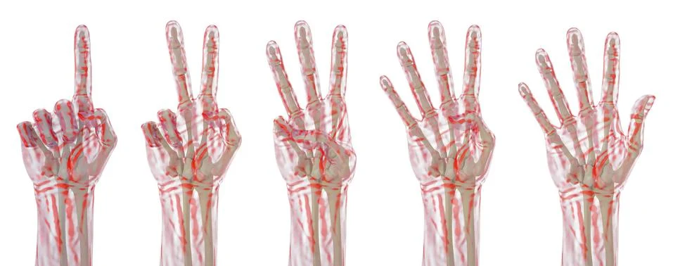 Palm Stock Illustration