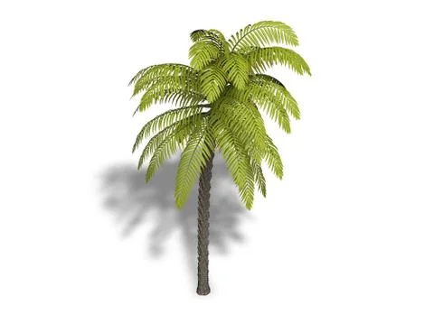 Palm Stock Illustration