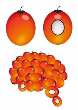 Palm Stock Illustration