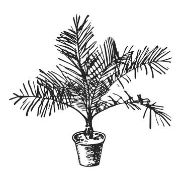 Palm indoor plant in a pot. Stock Illustration