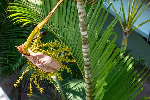 Palm Inflorescence Emerging from Sheath Фото