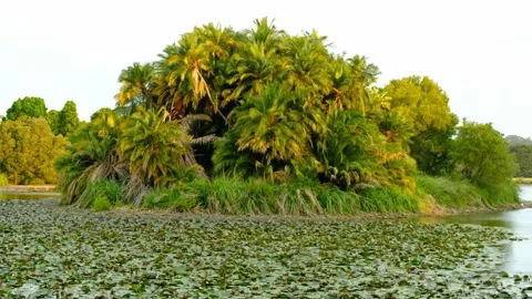 Palm Island Stock Footage 254661701
