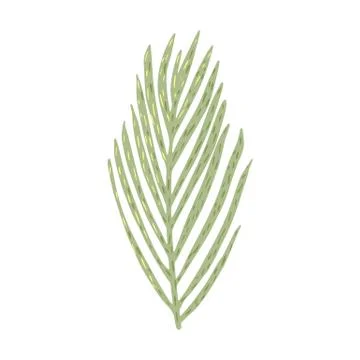 Palm isolated on white background. Abstract tropical leaf green color in dood Stock Illustration