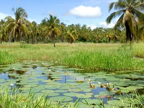 Palm Lake Video stock 490137