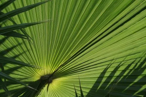 Palm leaf abstract Stock Photos