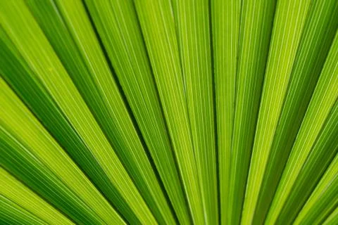 Palm leaf against the light in macro 库存照片