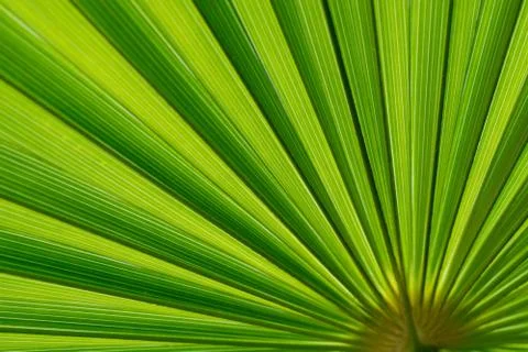 Palm leaf against the light in macro Stock Photos