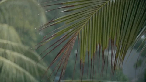 Palm leaf and coconut trees in the rain Vídeos de archivo 125350187