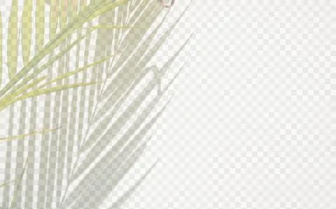 Palm leaf and shadow on white concrete wall Stock Photos