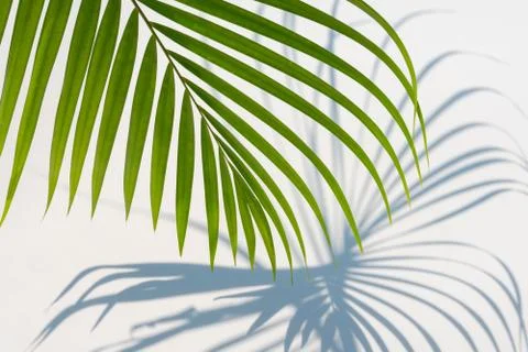 Palm leaf and shadows on a white background Stock Photos