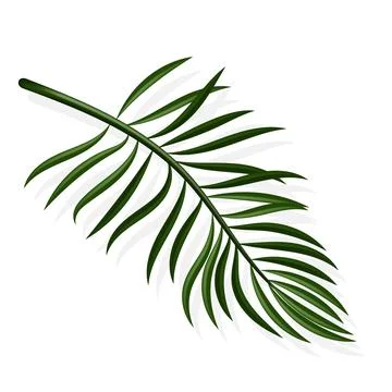 Palm Leaf and Shadow,Vector illustration.Tropical Summer, Coconut leaves, H.. Stockillustratie