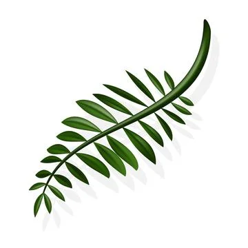 Palm Leaf and Shadow,Vector illustration.Tropical Summer, Coconut leaves, H.. Stockillustratie